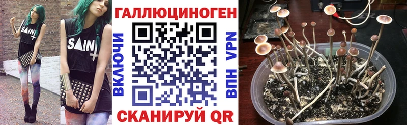 закладки  Смоленск  Псилоцибиновые грибы Psilocybine cubensis 